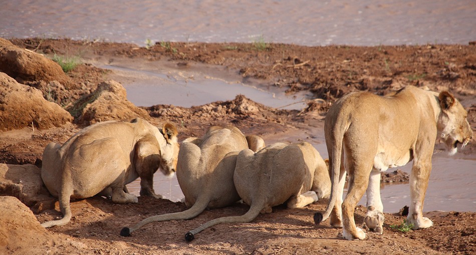 Löwen Rudel überquert den Ewaso Ngiro River im Samburu