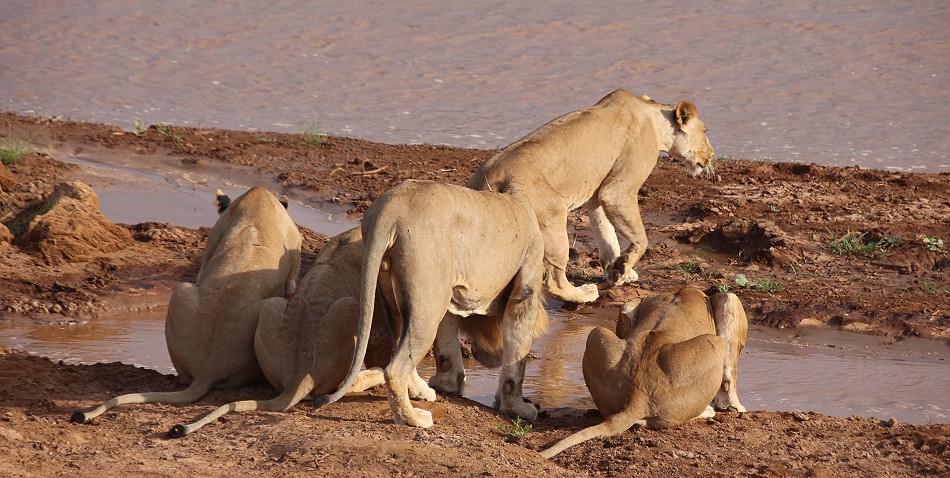 Löwen Rudel überquert den Ewaso Ngiro River im Samburu