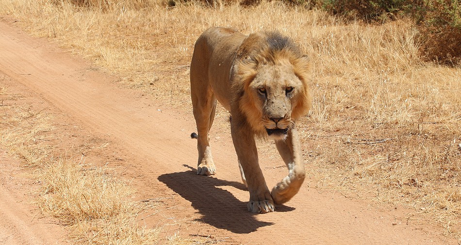 Löwen jagen Giraffen - Samburu