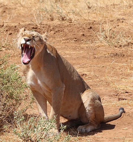 Löwen jagen Giraffen - Samburu