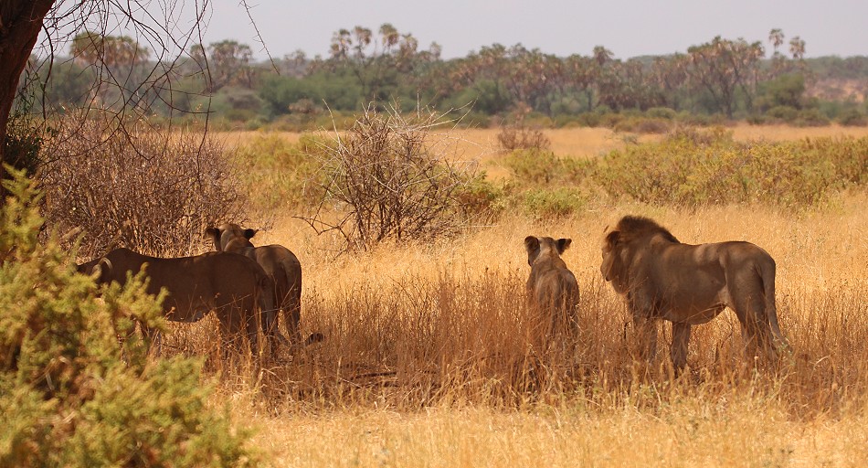 Löwen jagen Giraffen - Samburu