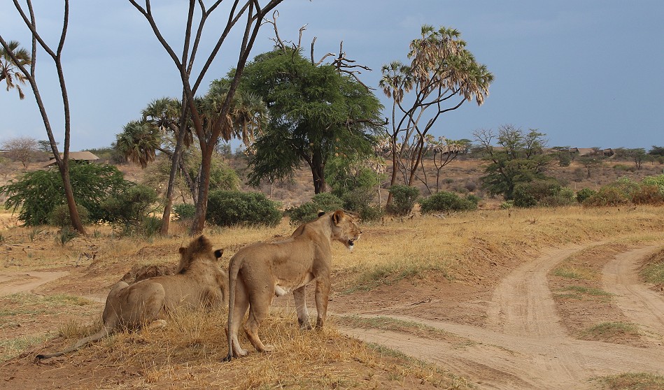 Löwen Rudel überquert den Ewaso Ngiro River im Samburu