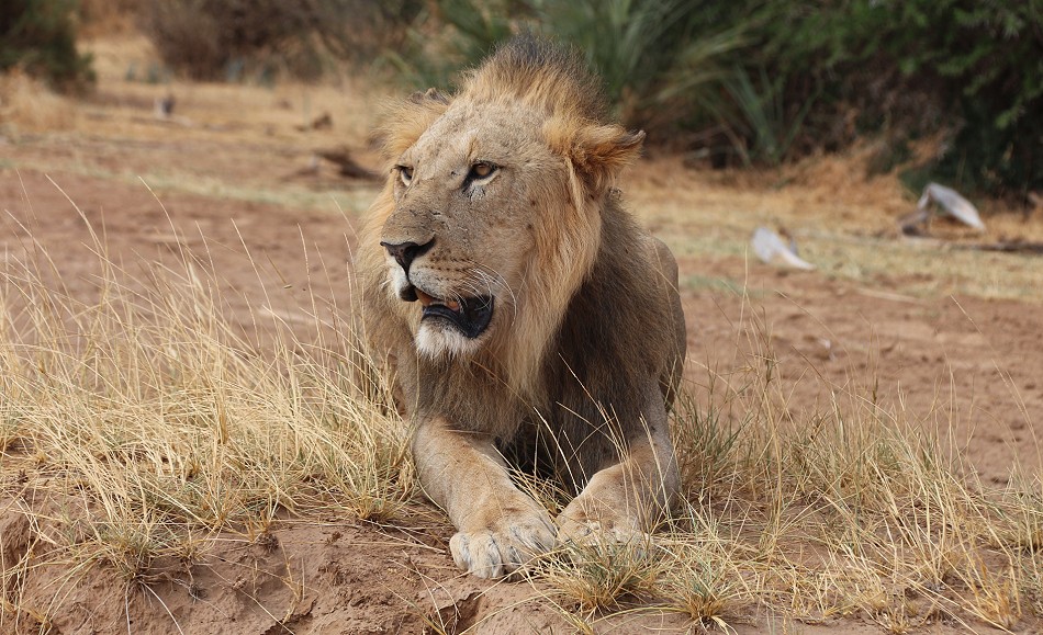 Löwen Rudel überquert den Ewaso Ngiro River im Samburu