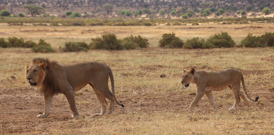 Löwen Rudel überquert den Ewaso Ngiro River im Samburu