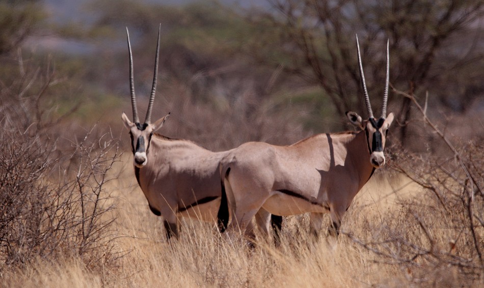 erste Oryx Antilopen