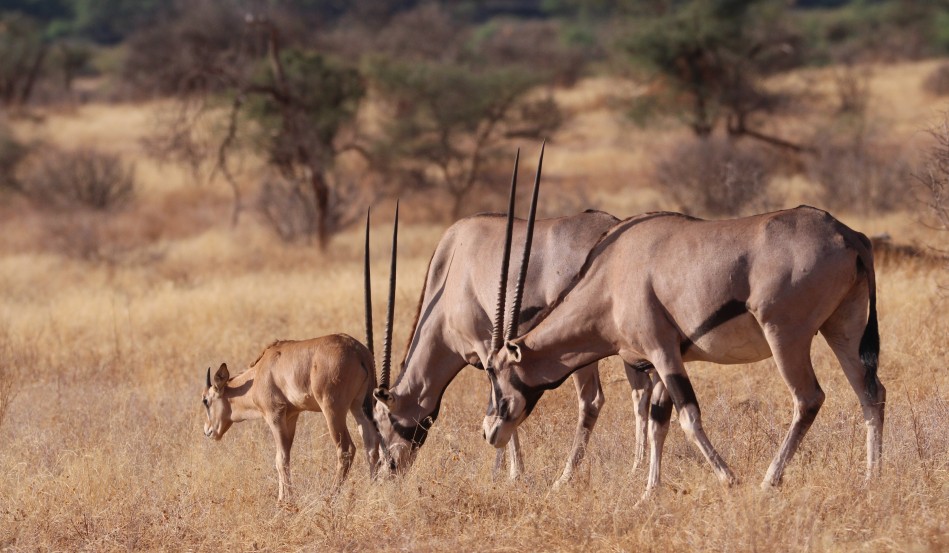 Fransenohr Oryx Antilope im Samburu