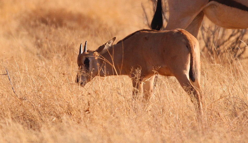 Fransenohr Oryx Antilope im Samburu