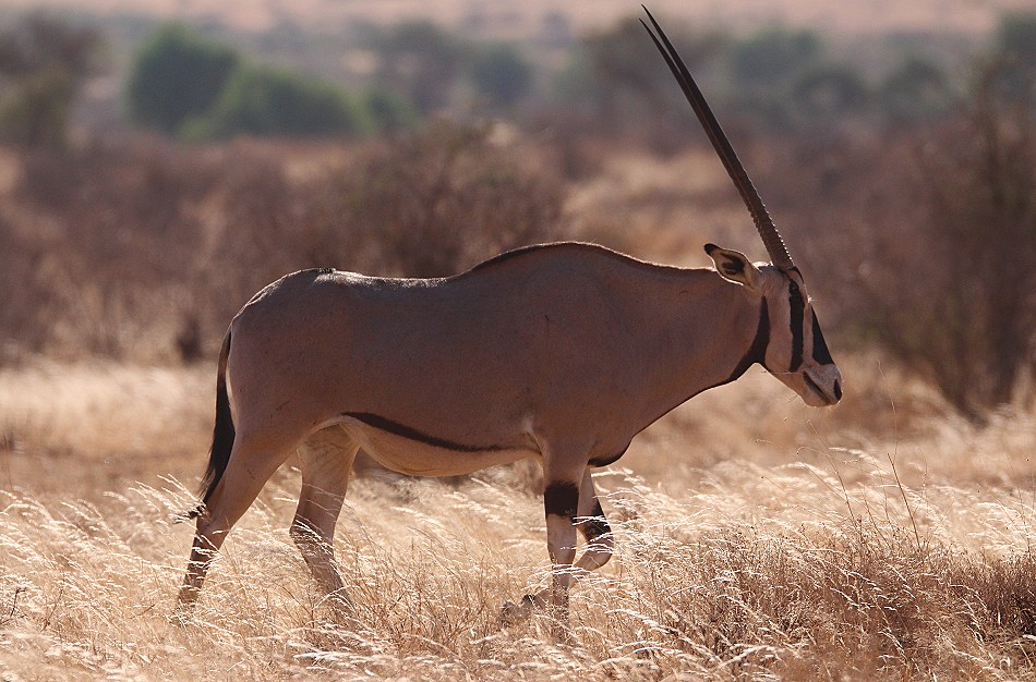 Fransenohr Oryx Antilope im Samburu