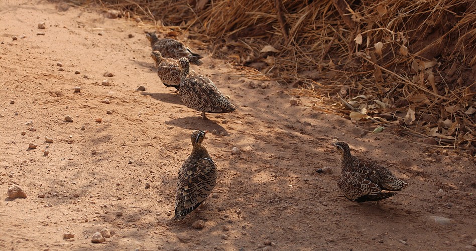 Schmuckflughühner im Samburu
