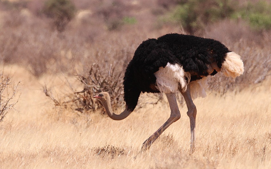 Somalistrauß im Samburu