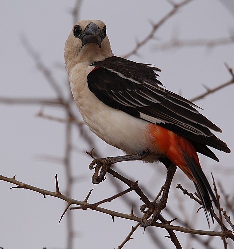 Starwebervogel