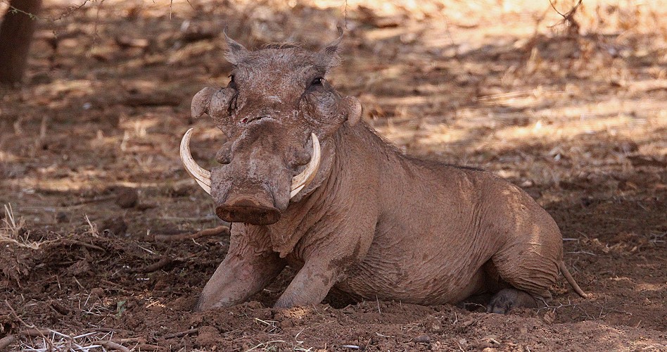 Warzenschwein imm Samburu
