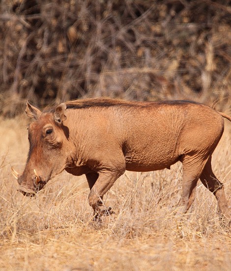 Warzenschweine