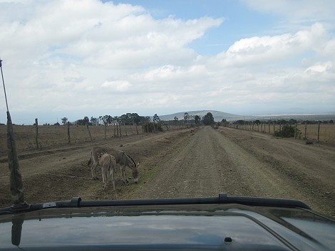Sandai Farm - zwischen Mount Kenya und Aberdares, Mwega