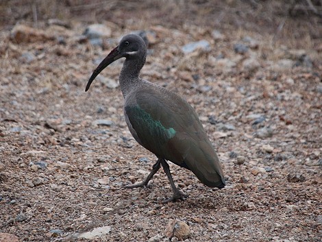 Sandai Farm - zwischen Mount Kenya und Aberdares, Mwega