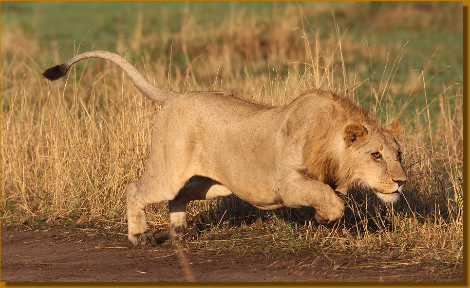 junges Löwenmännchen aus dem Rongai Rudel