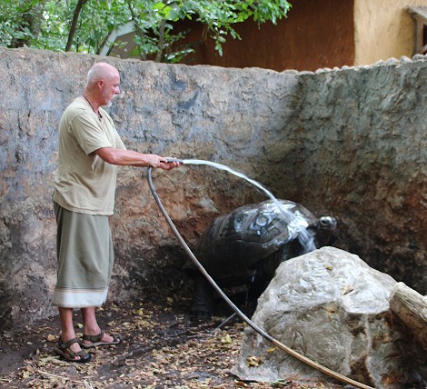 Aldabra Riesenschildkröten