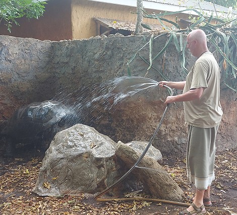 Aldabra Riesenschildkröten