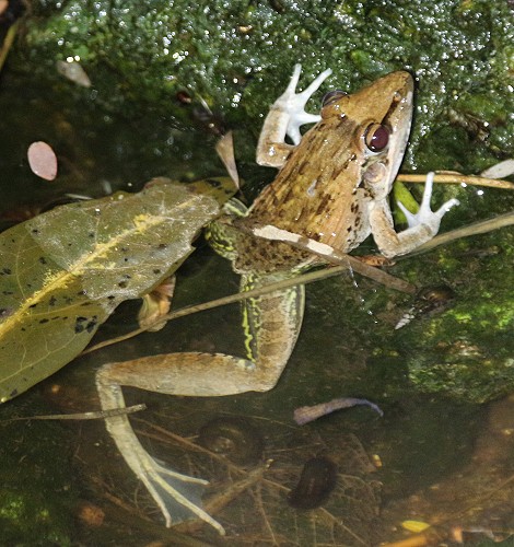 Anchietaes rocket frog