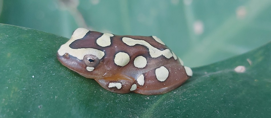 Argus Riedfrosch