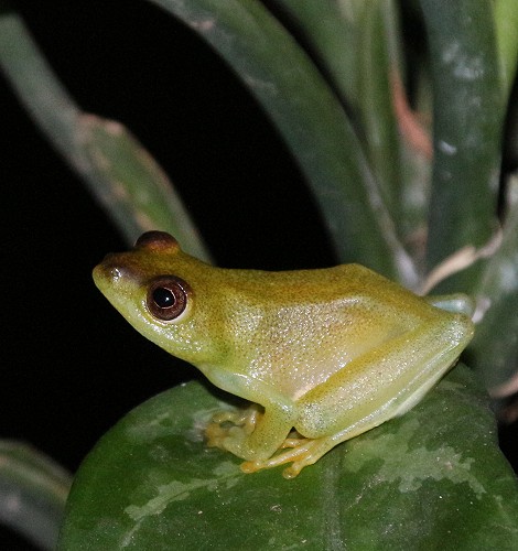 Argus Riedfrosch