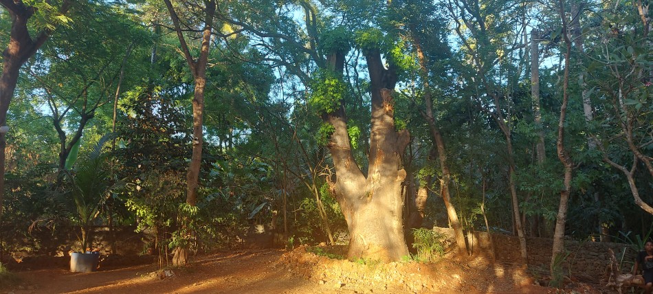 neuer Baobab im Boko Boko