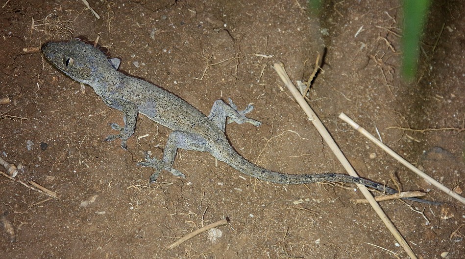 Hausgecko