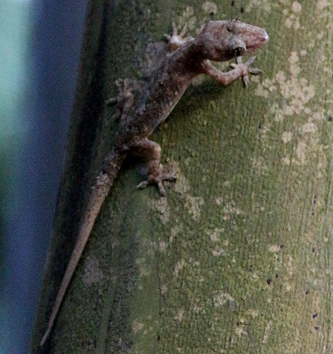 Hausgecko