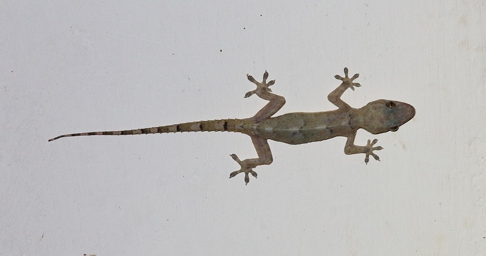 Hausgecko