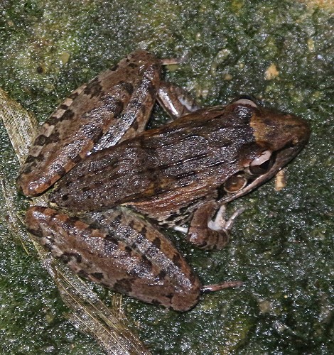 rocket_frog2
