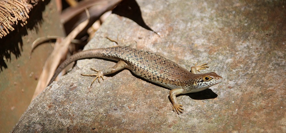 Trachylpbis muculiabris