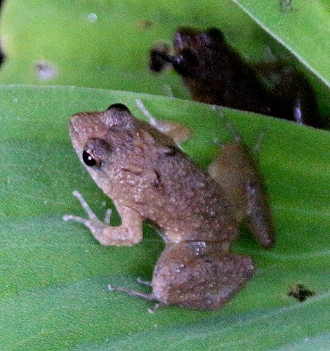 Zwergfrosch