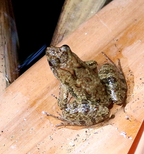 Zwergfrosch