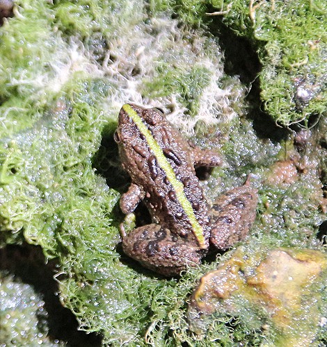 Zwergfrosch