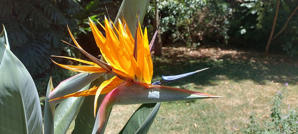 im Garten
