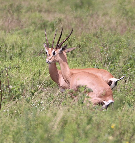 Südliche Grant Gazelle