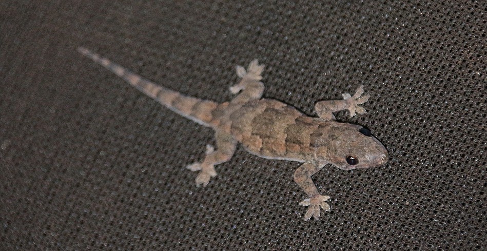 Hausgecko im Iweta Safari Camp