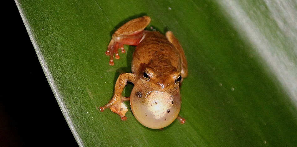Hyperolius viridiflavus_spp