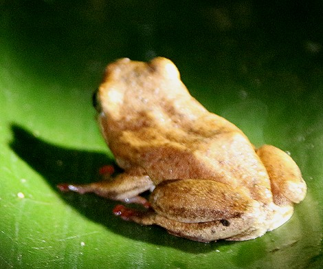 Hyperolius viridiflavus_spp