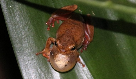 Hyperolius viridiflavus_spp