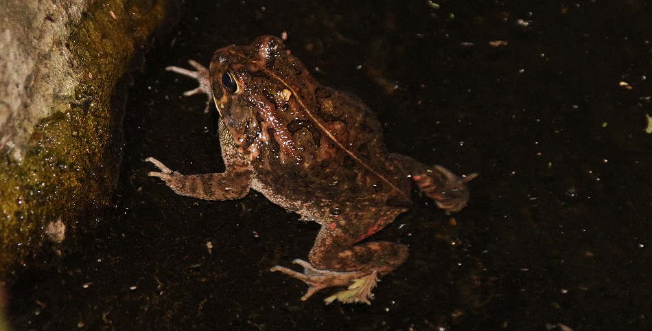 Sclerophrys spp.