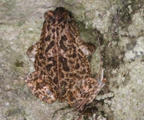 Sclerophrys spp.