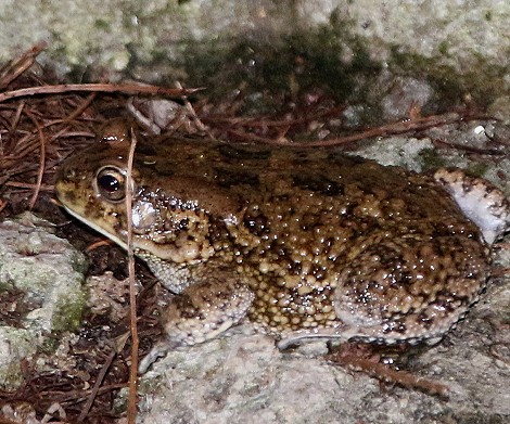 Sclerophrys spp.