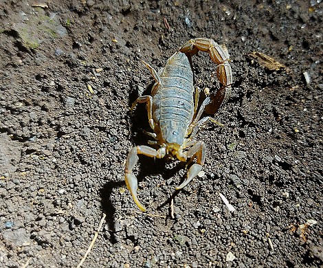 Skorpion,Odonturus dentatus