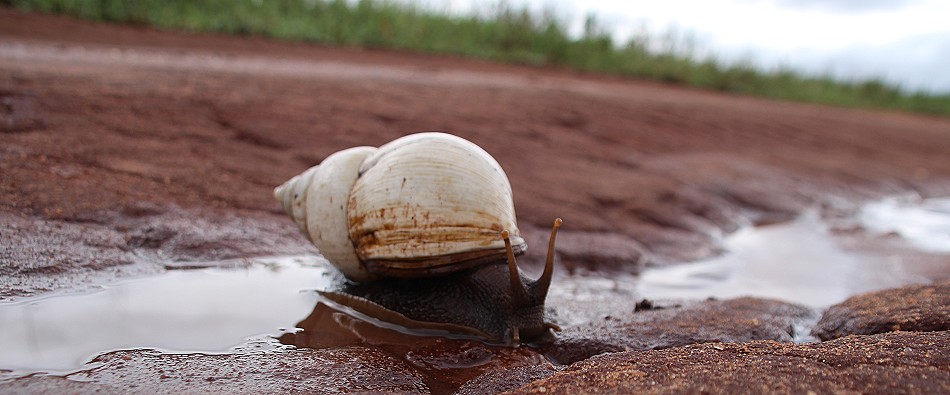 Weiße Achatschnecke