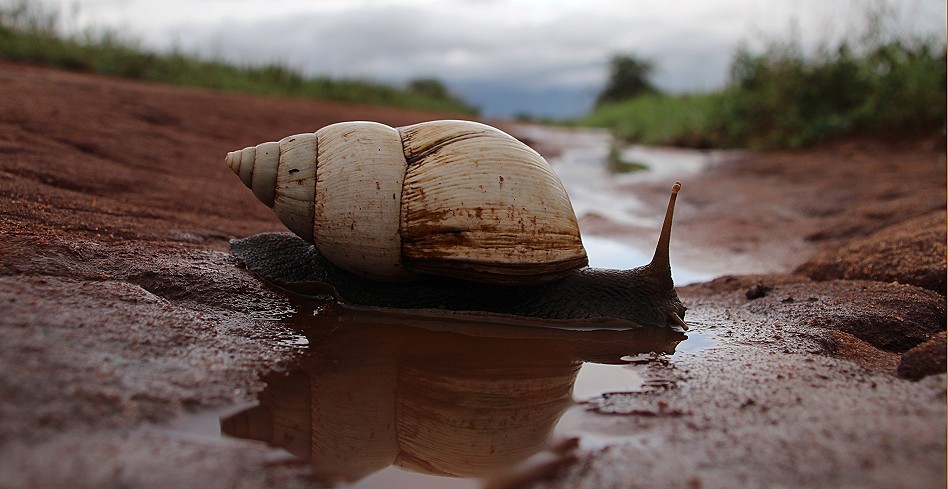 Weiße Achatschnecke