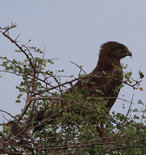 Brauner Schlangenadler