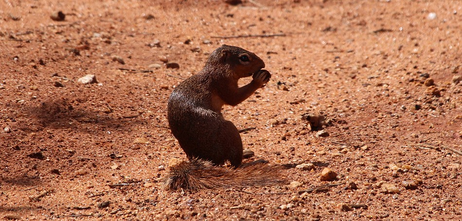 Buschhörnchen