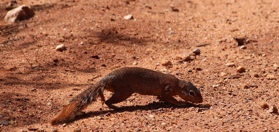Buschhörnchen