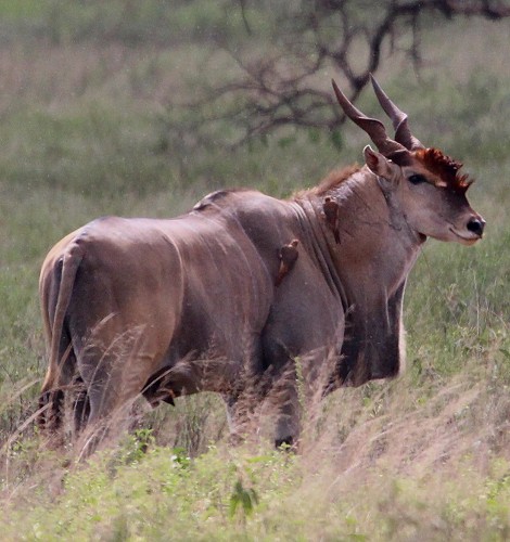 Eland Bulle